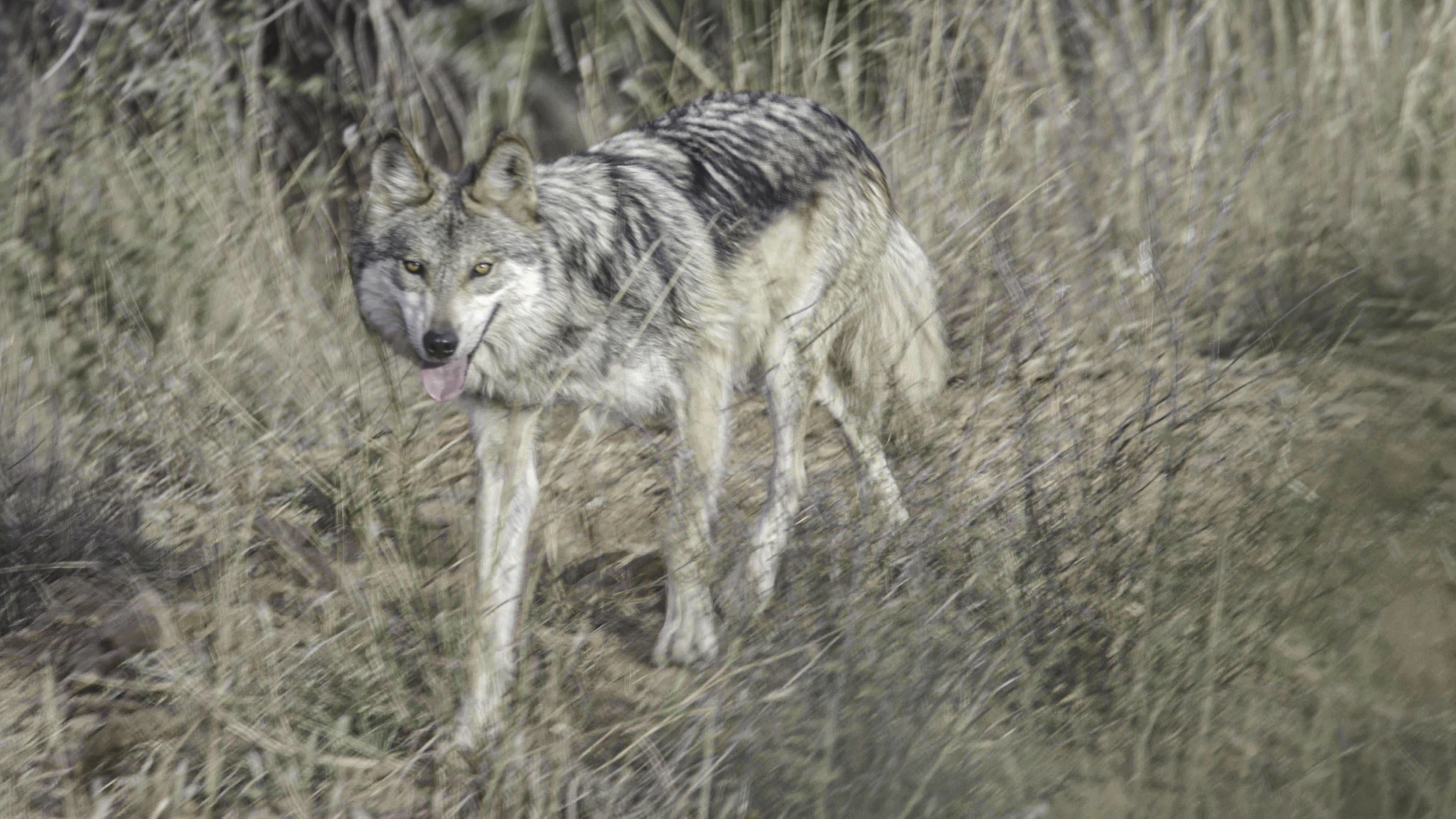 Lobo mexicano