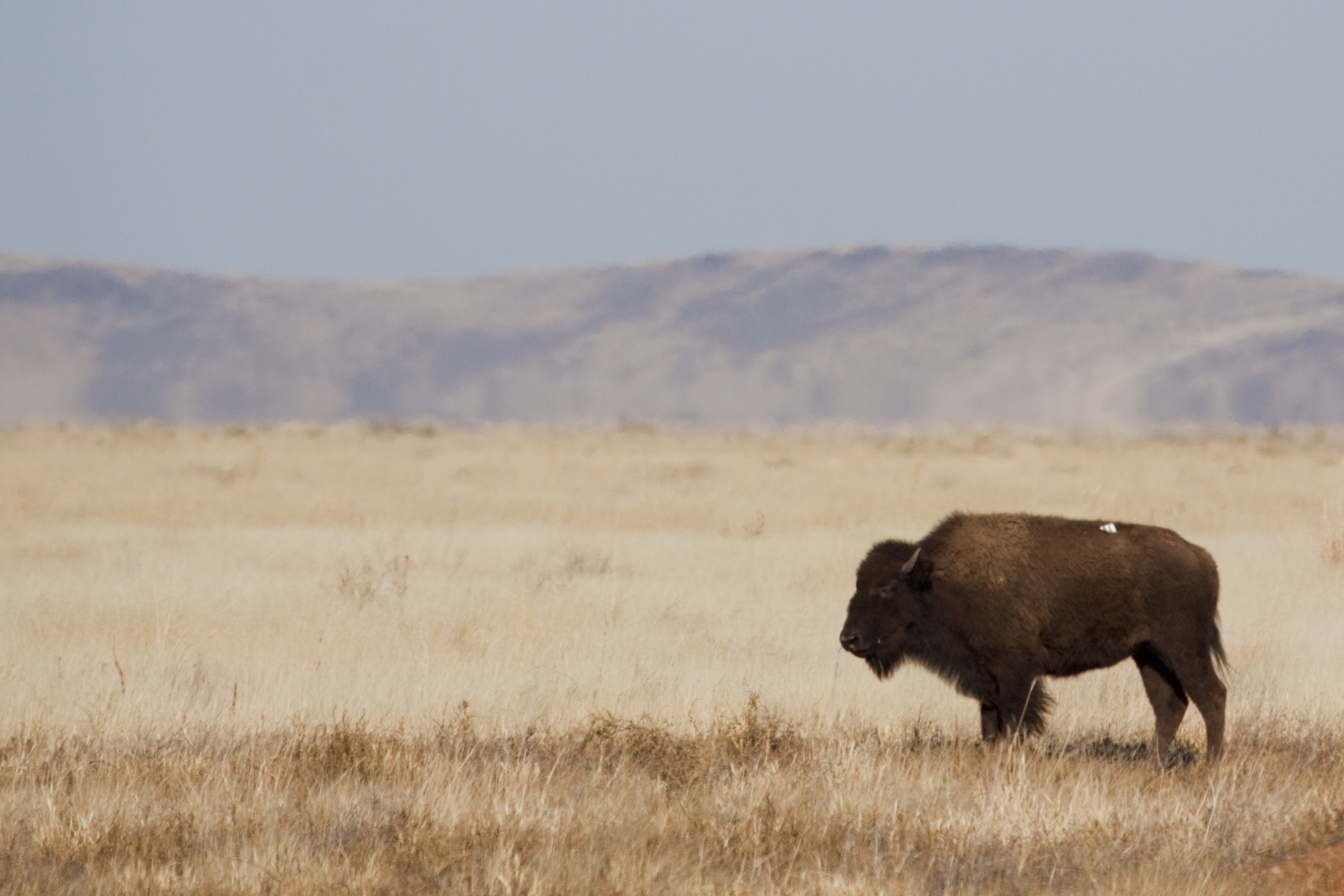 Bisonte. Foto: Miguel &Aacute;ngel Sicilia.