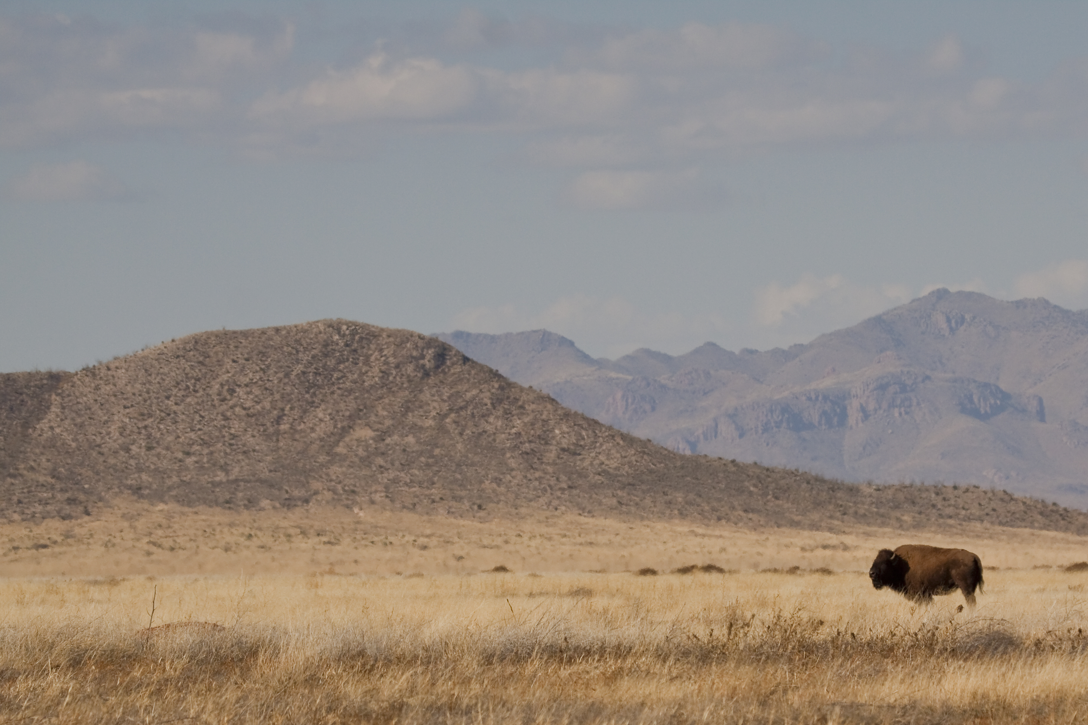 Bisonte. Foto: Miguel &Aacute;ngel Sicilia.