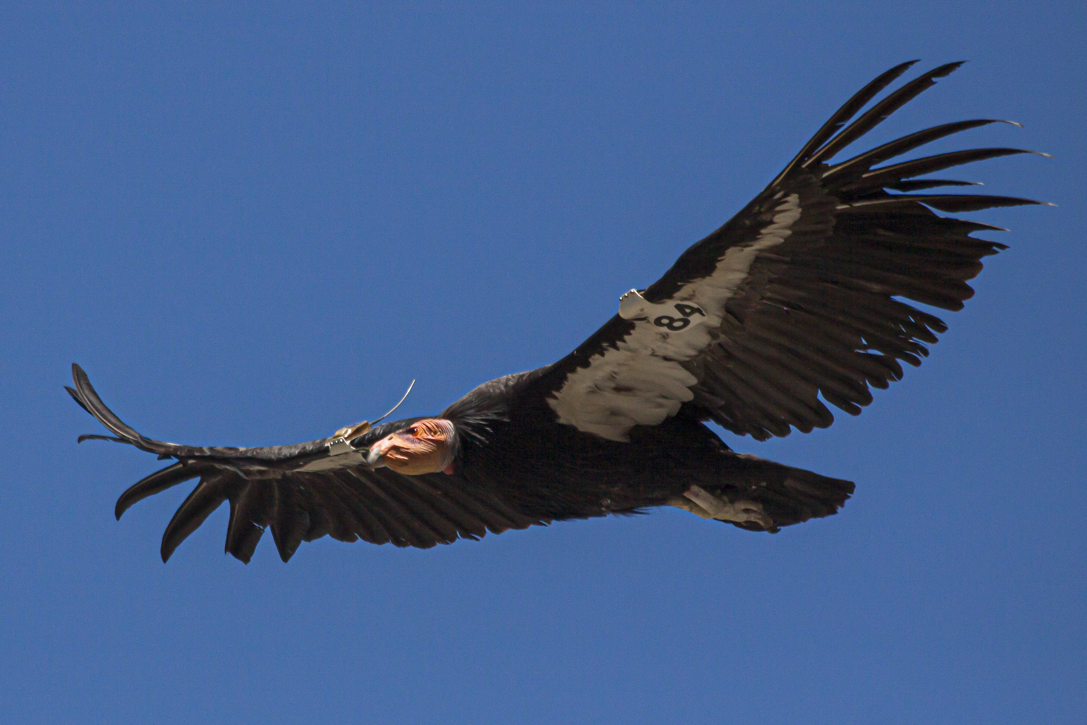C&oacute;ndor de California. Foto: Miguel &Aacute;ngel Sicilia.