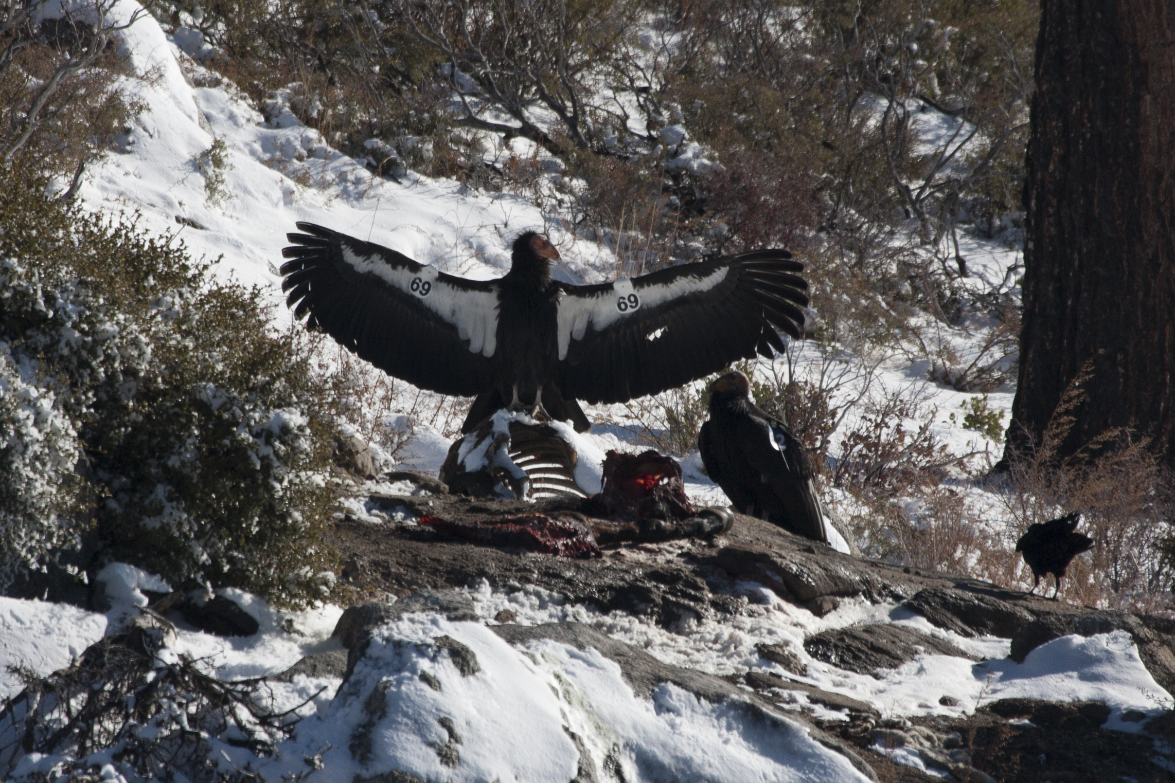 C&oacute;ndor de California. Foto: Miguel &Aacute;ngel Sicilia.