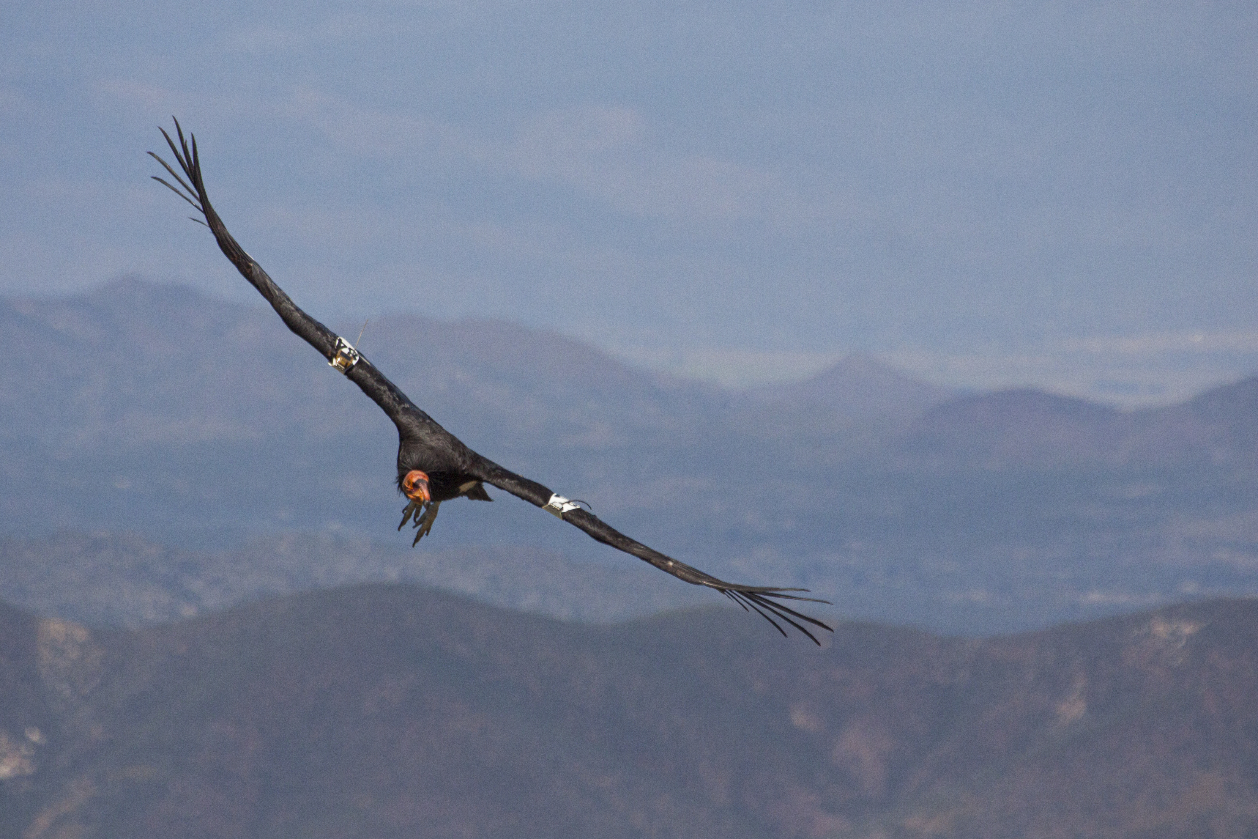 C&oacute;ndor de California. Foto: Miguel &Aacute;ngel Sicilia.