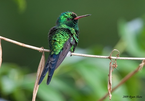 Especie end&eacute;mica de Isla Cozumel