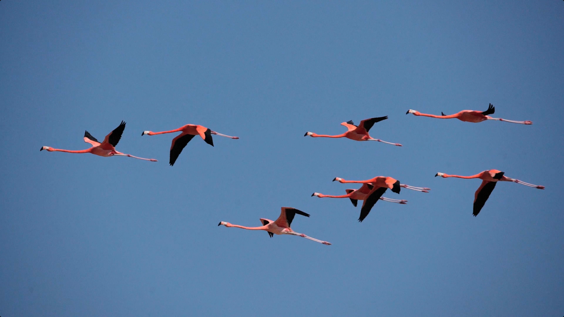 Flamencos en vuelo