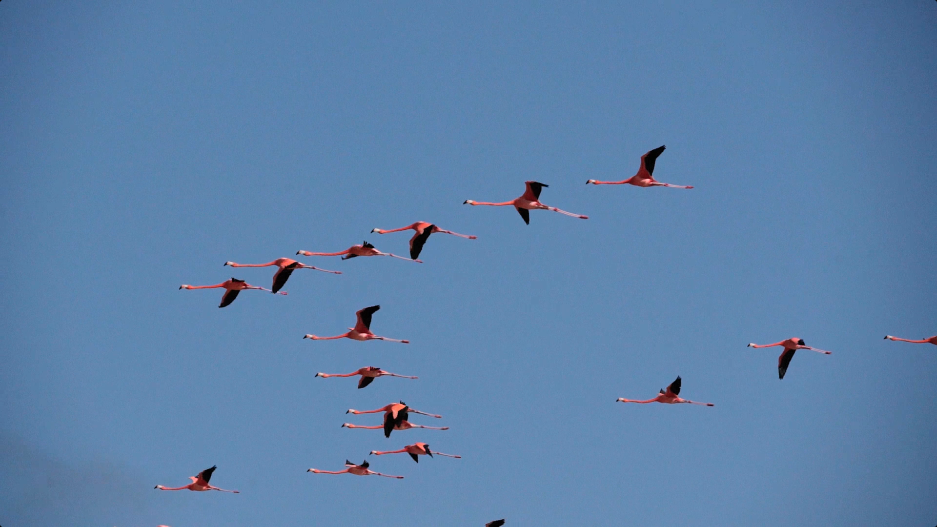 Flamencos en vuelo