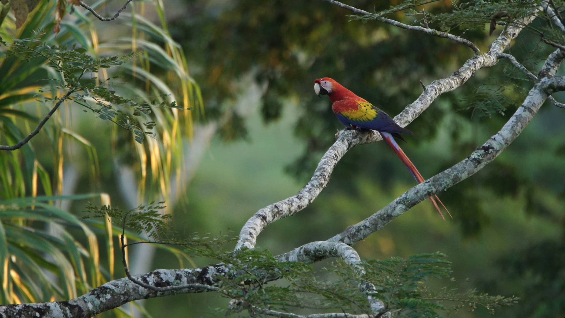 Guacamaya roja. Foto: Miguel &Aacute;ngel Sicilia.