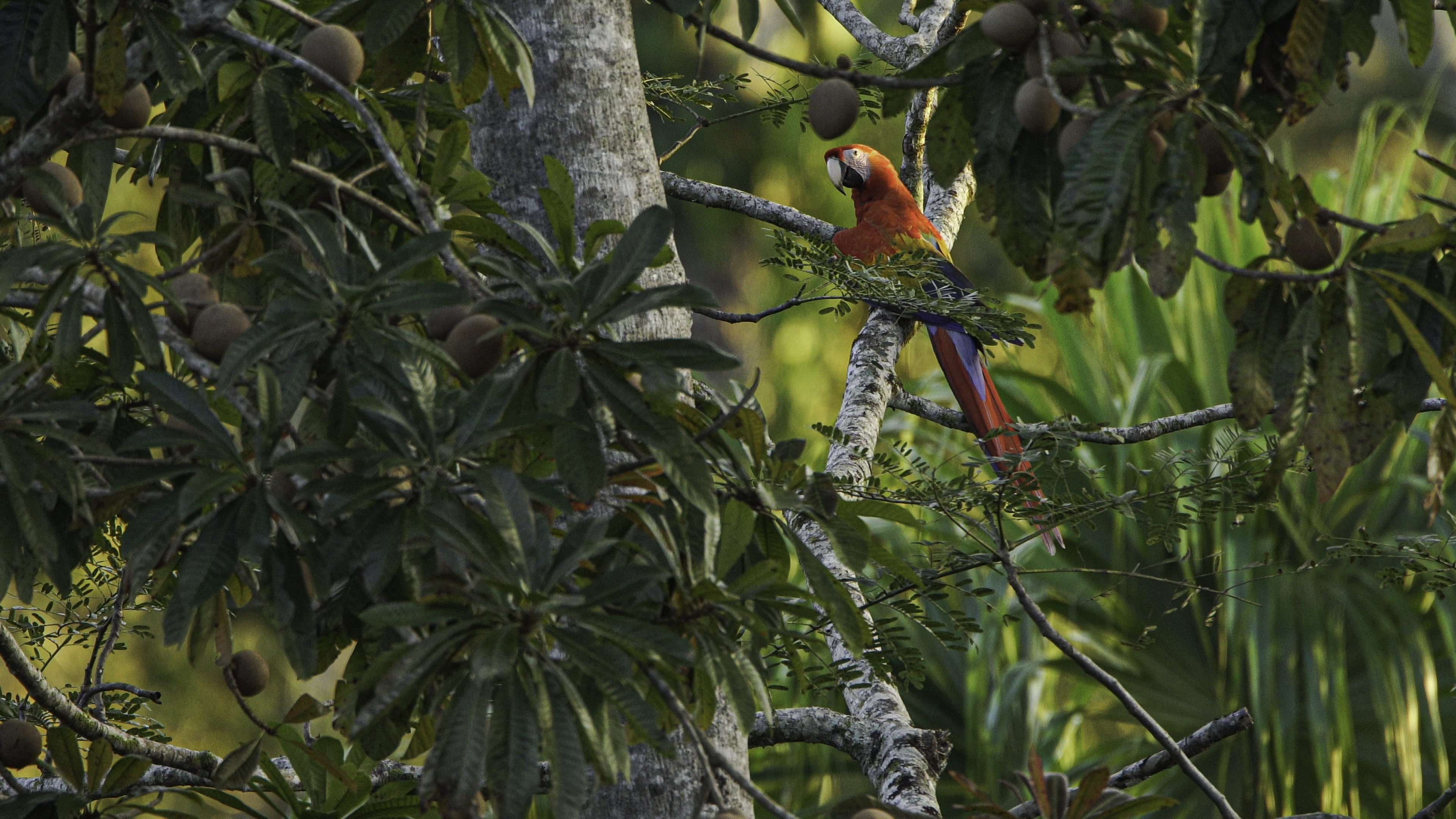 Guacamaya roja. Foto: Miguel &Aacute;ngel Sicilia.