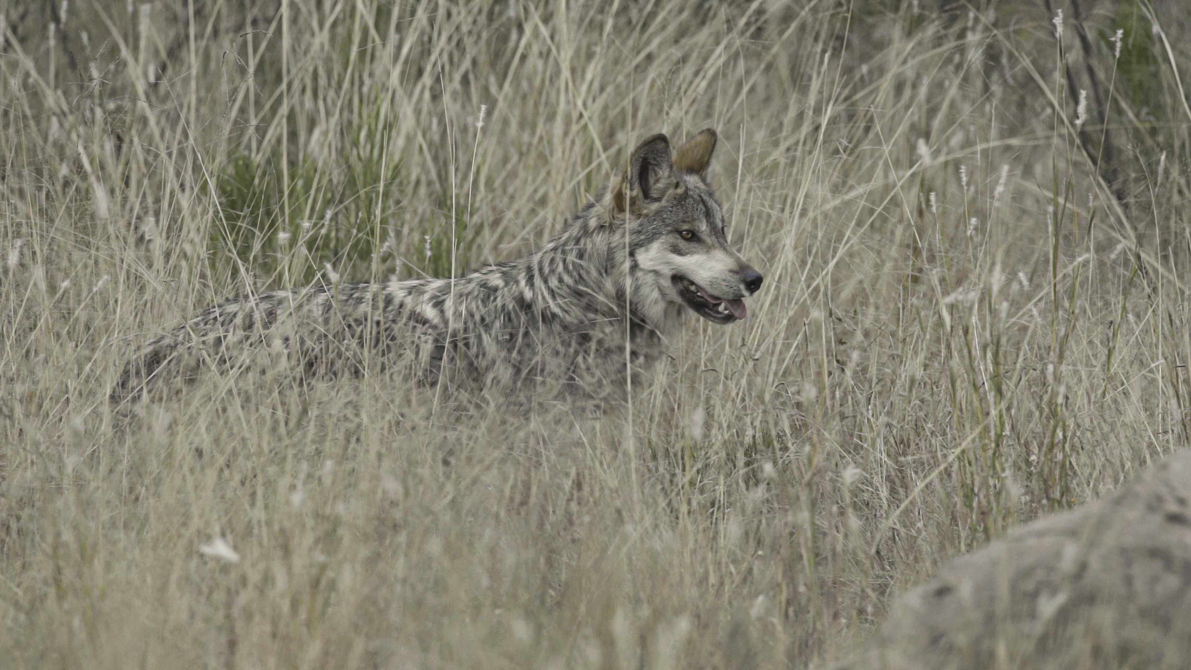 Lobo mexicano